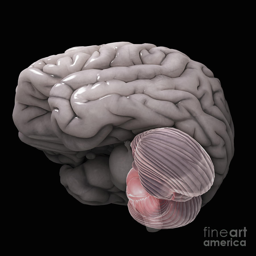 Cerebellum Photograph by Science Picture Co