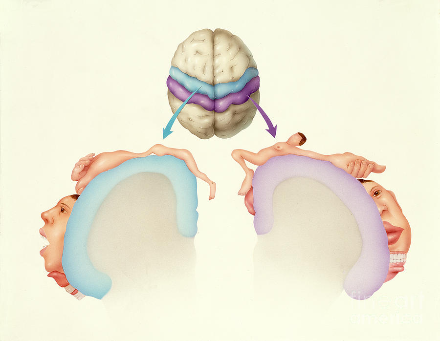 Cerebral Cortex Photograph by Carlyn Iverson
