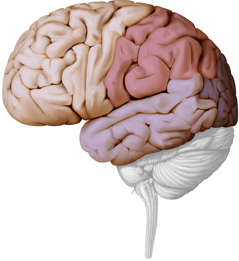 Cerebral Lobes, Illustration Photograph by QA International