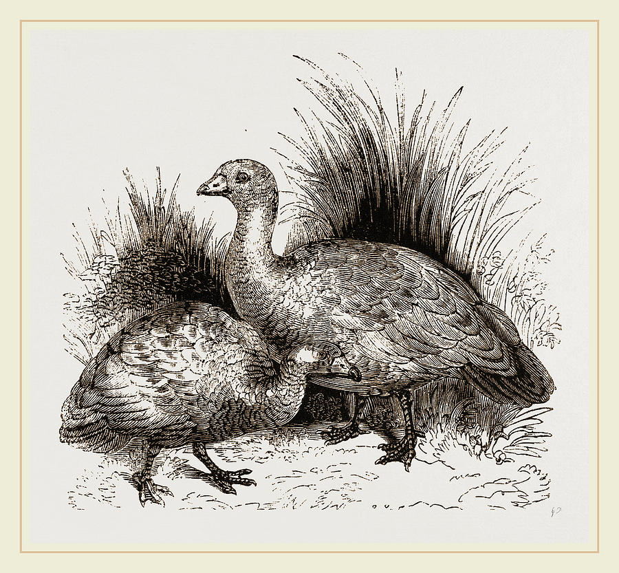 Cereopsis Geese Drawing by Litz Collection - Fine Art America