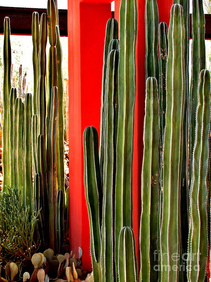 Cereus Business Photograph by Marilyn Smith