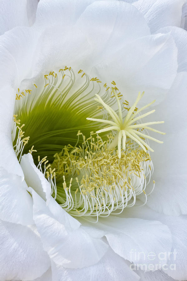 Cereus Cactus Flower in bloom Photograph by Bryan Keil