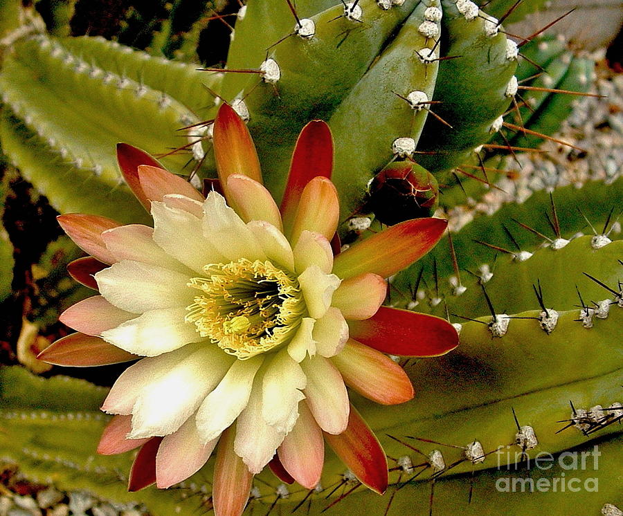 Cereus Nightbloomer Photograph by Marilyn Smith