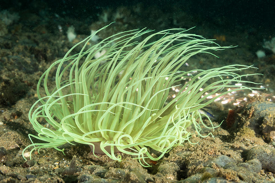Cerianthid Photograph by Andrew J. Martinez