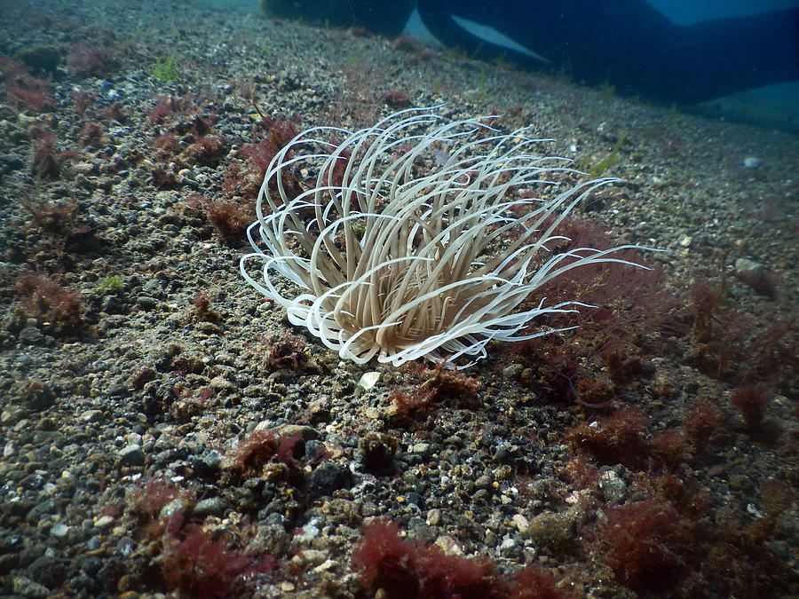 Cerianthid Anemone Photograph by Carleton Ray