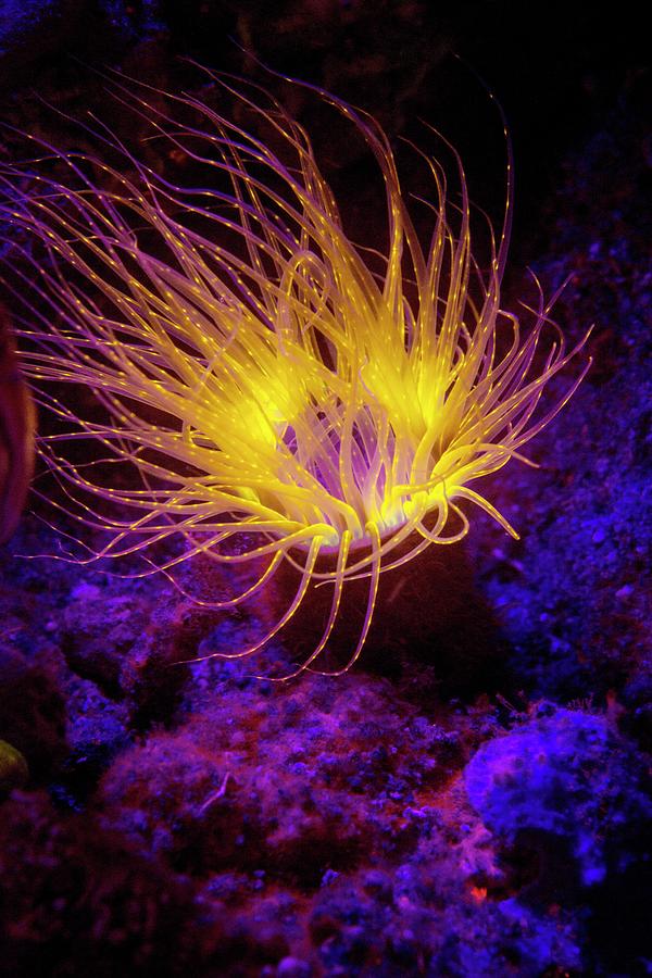 Nature Photograph - Cerianthus Anemone Fluorescing At Night by Louise Murray/science Photo Library