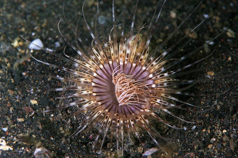 Nature Photograph - Cerianthus Tube Anemone by Louise Murray/science Photo Library