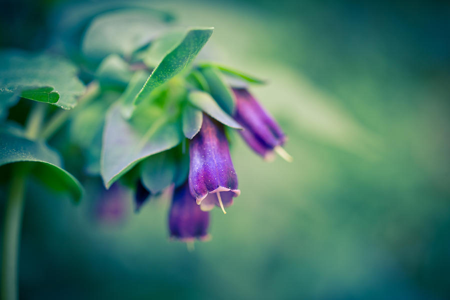 Abstract Photograph - Cerinthe Abstract by Priya Ghose