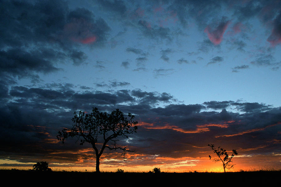 Cerrado Ecosystem, Brazil Photograph By Scott Warren 