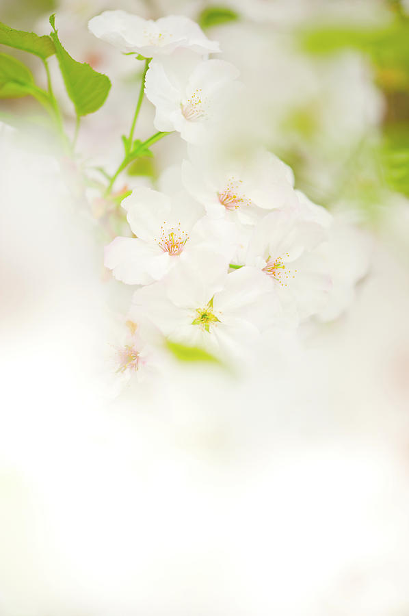 Cerry Blossom Photograph by Mmac72