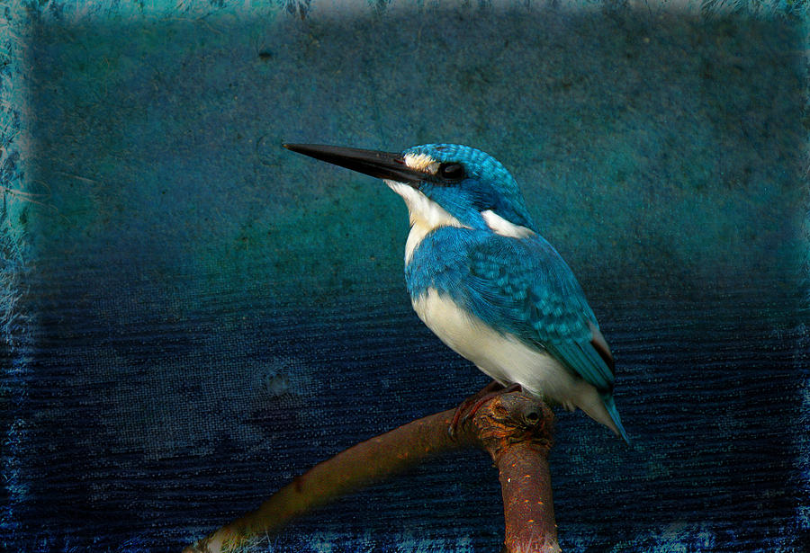 Cerulean Kingfisher blue Alcedo coerulescens Photograph by Perry Van Munster