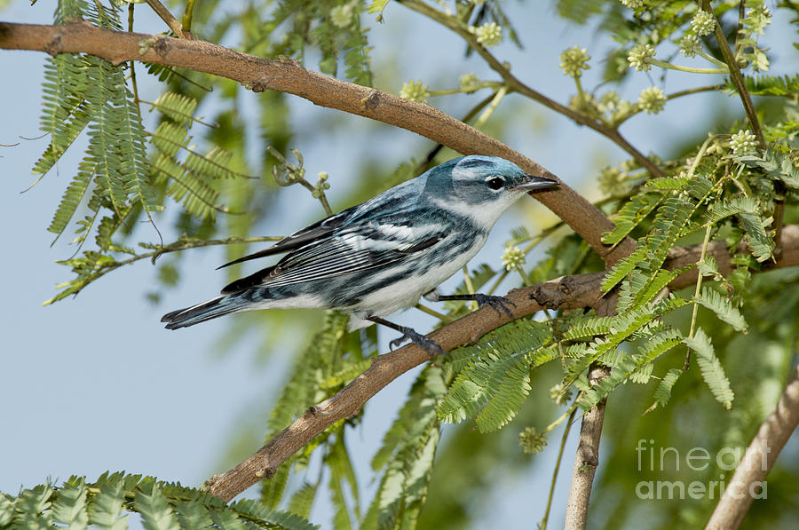 Cerulean Warbler Photograph by Anthony Mercieca