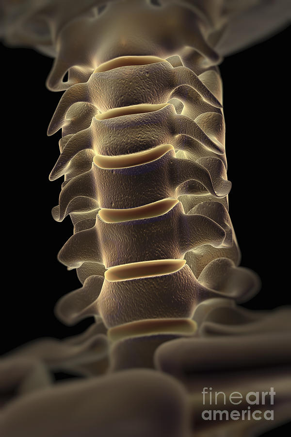 Cervical Spine Photograph by Science Picture Co