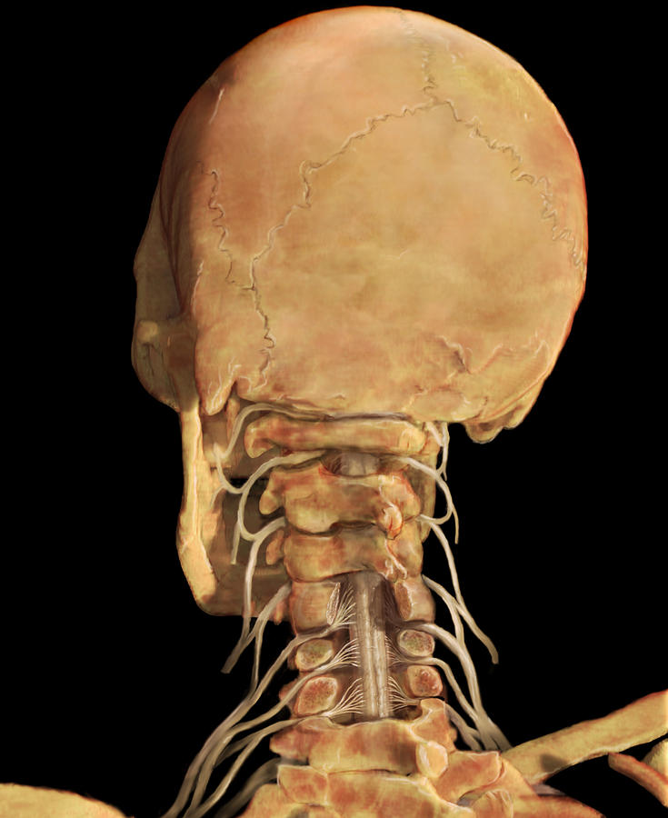 Cervical Vertebrae Photograph by Anatomical Travelogue