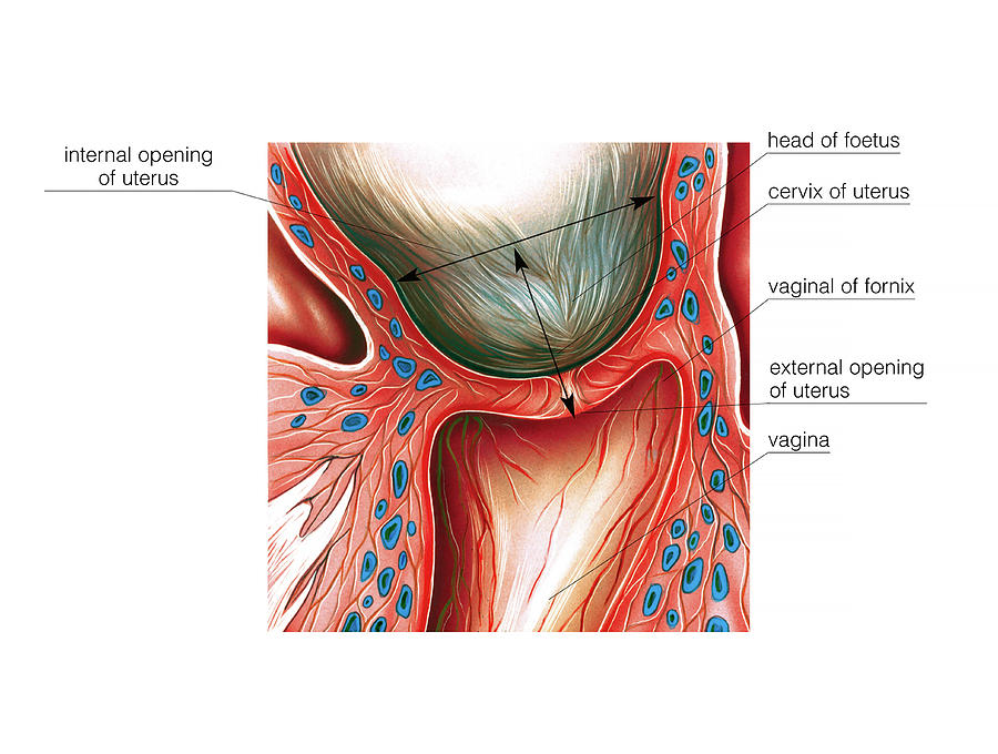 Cervix In Pregnancy Photograph By Asklepios Medical Atlas Pixels 4506