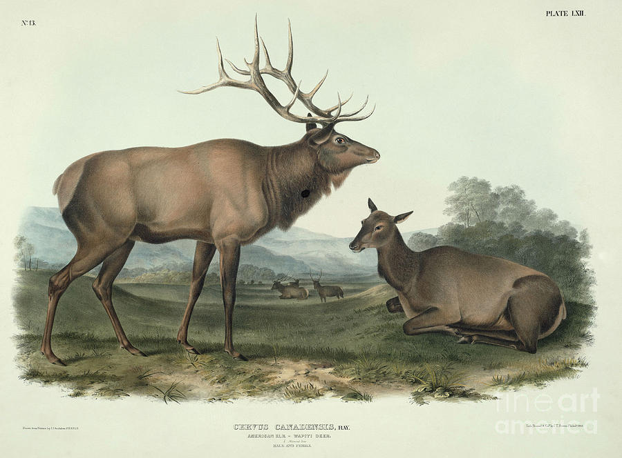 Cervus Canadensis Drawing by Celestial Images