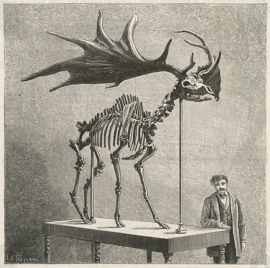 Animal Drawing - Cervus Megaloceros, Irish Elk, Skeleton by Mary Evans Picture Library