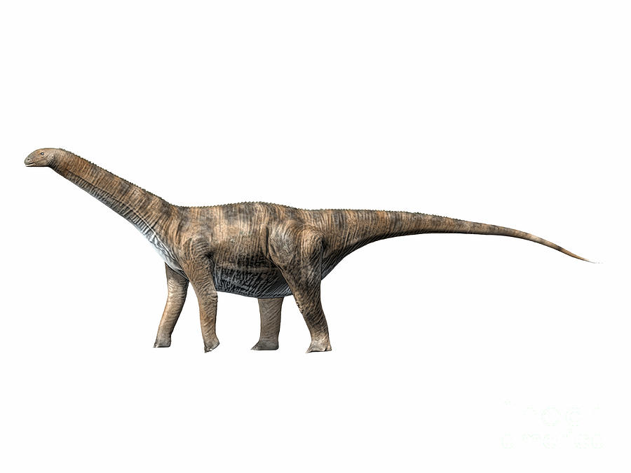 cetiosaurus