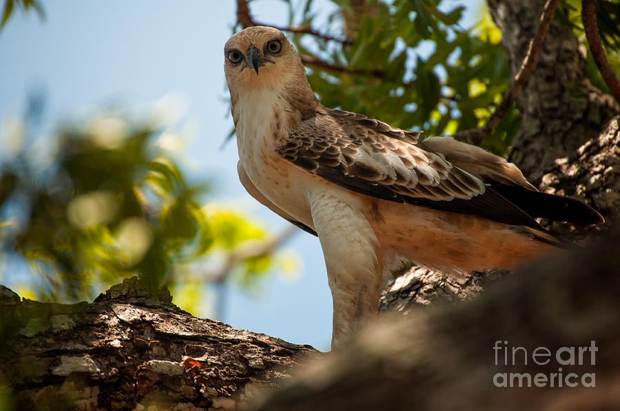 Hawk Photograph - Ceylon Hawk Eagle by Venura Herath
