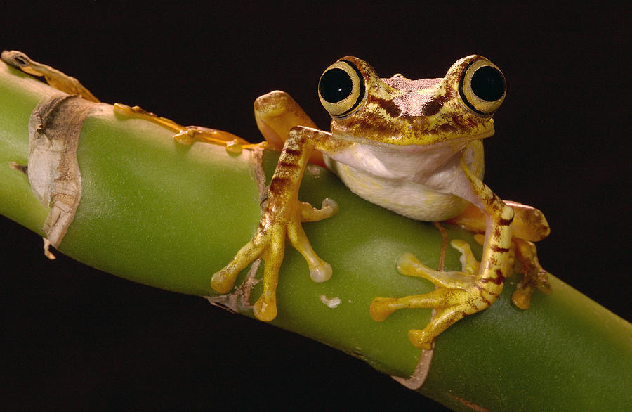 Chachi Tree Frog Ecuador Photograph by Pete Oxford