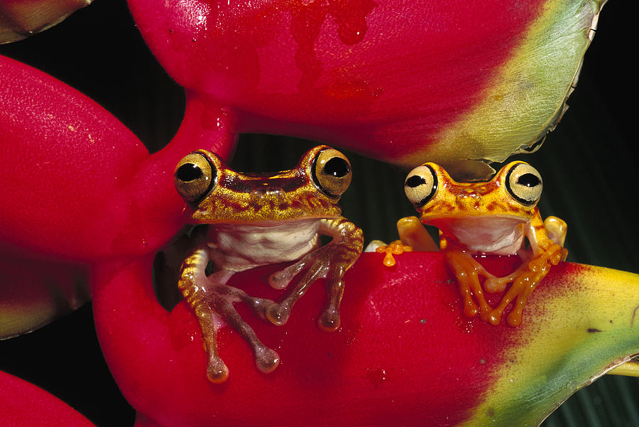 Chachi Tree Frog Pair Photograph by Pete Oxford
