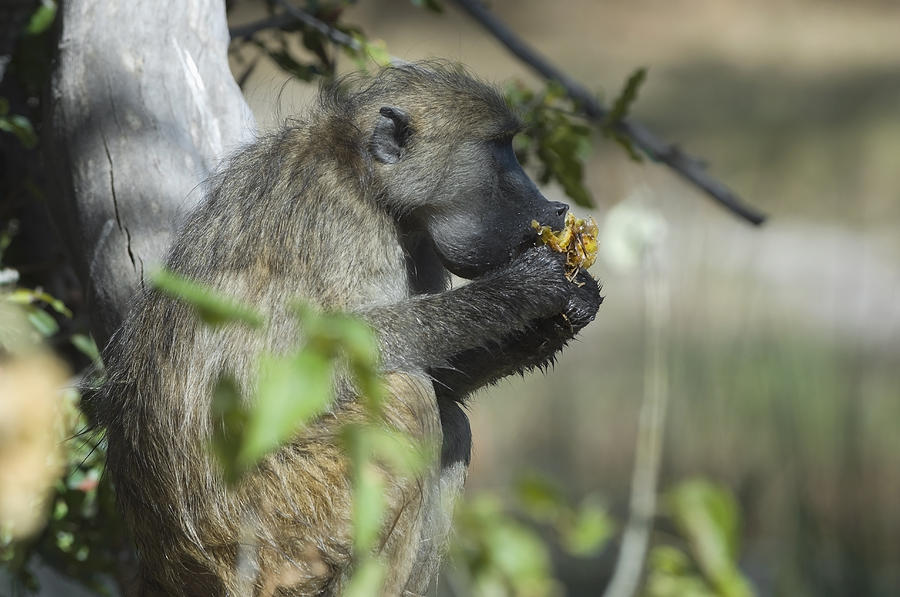 Chacma baboon, eating a wild fruit, Moremi Game Reserve, Botswana Photograph by Franz Aberham
