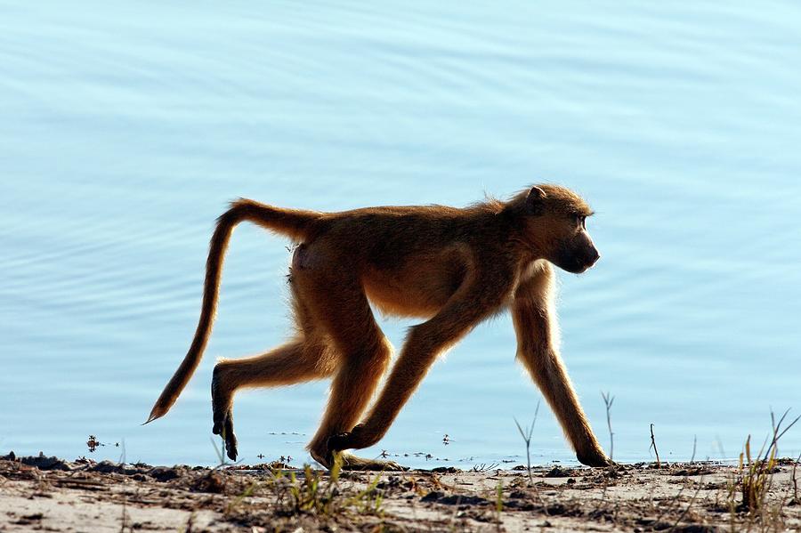 Chacma Baboon Photograph by Steve Allen/science Photo Library - Pixels