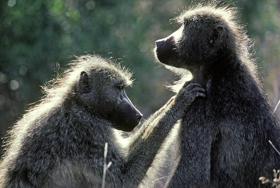Chacma Baboons Grooming Photograph by Mitch Reardon