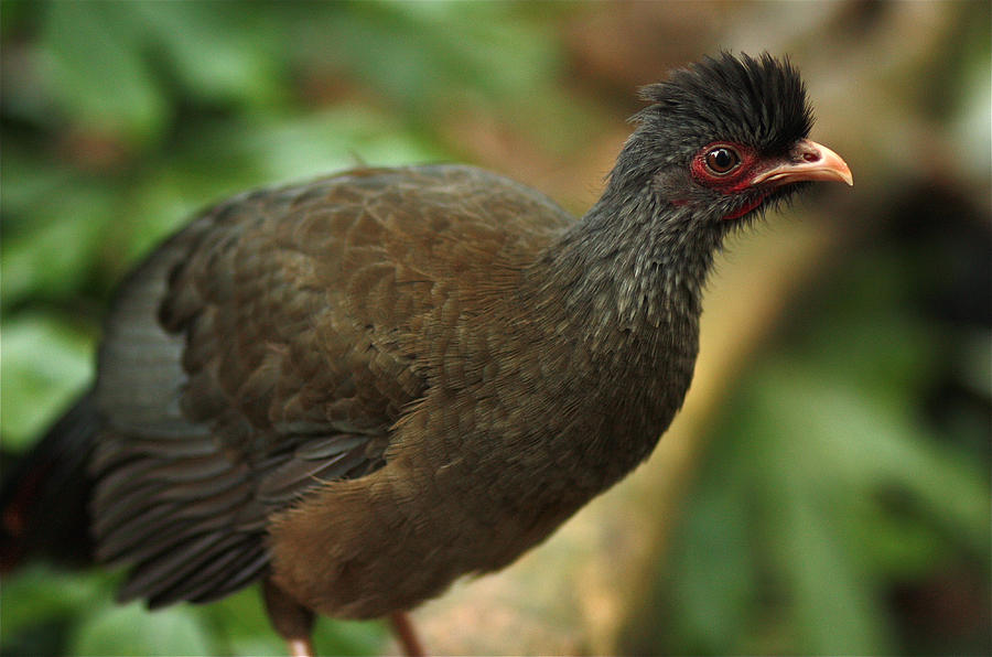 Chaco Chachalaca Photograph by Jeanne White