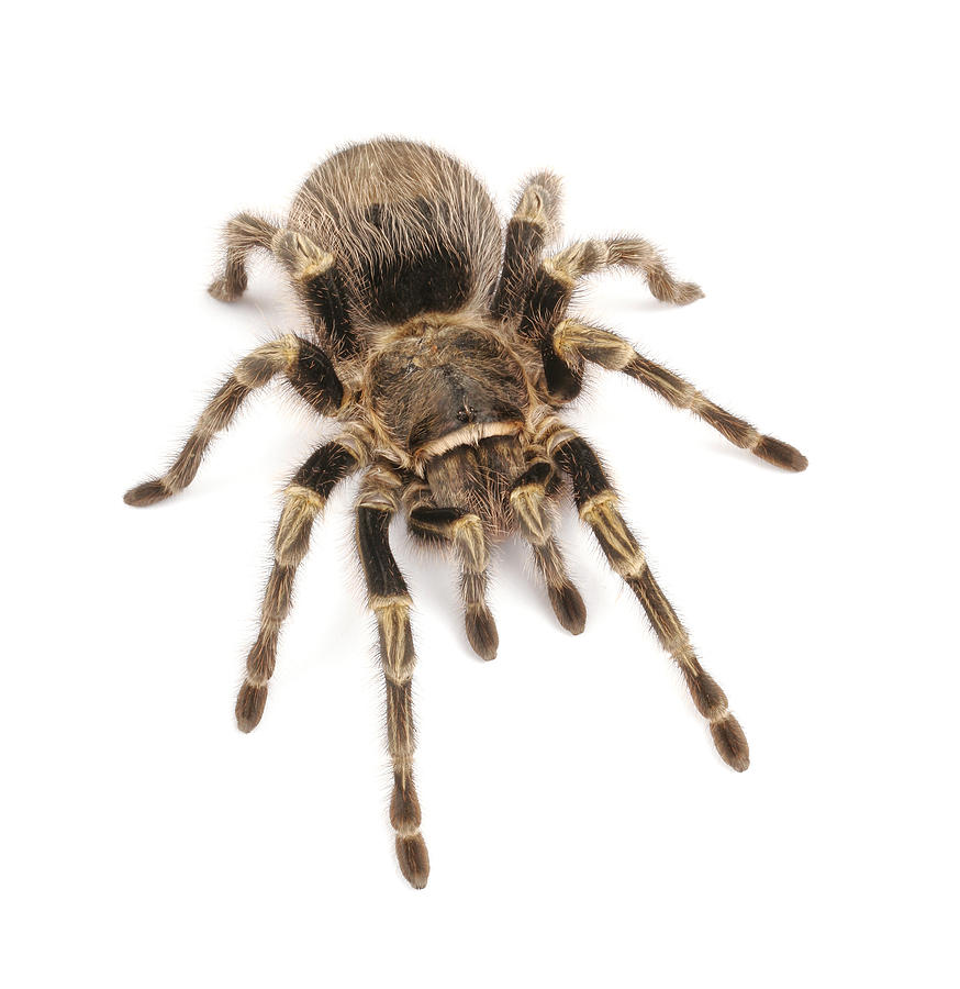 Chaco Golden Knee Tarantula On White Background Photograph by John Bell