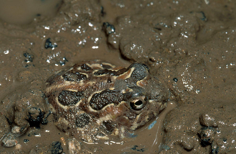 Chacoan Burrowing Frog Photograph by Karl H. Switak