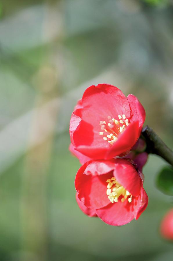 Chaenomeles crimson And Gold Photograph by Sam K Tran/science Photo Library