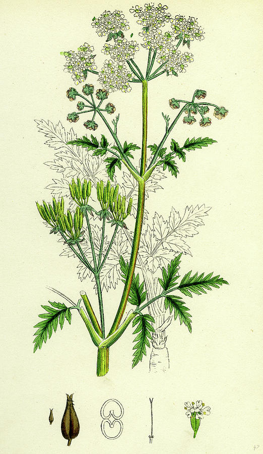 Chaerophyllum Sylvestre Wild Chervil Drawing by English School - Fine ...