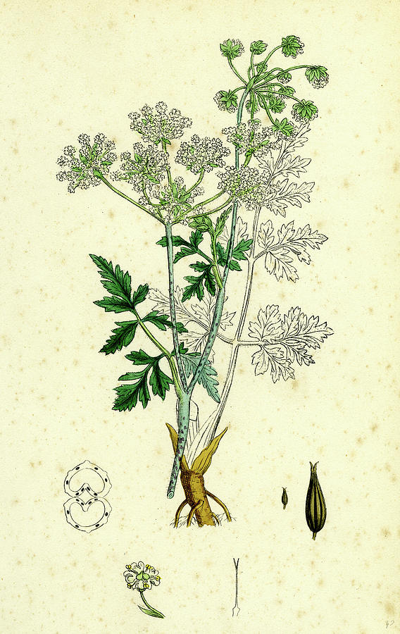 Chaerophyllum Temulum Rough Chervil Drawing by English School - Fine ...