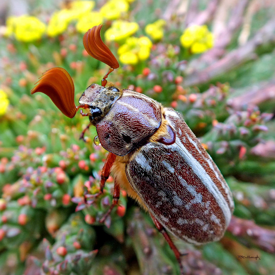 Chafer Beetle on Medusa Succulent 2 Photograph by Duane McCullough