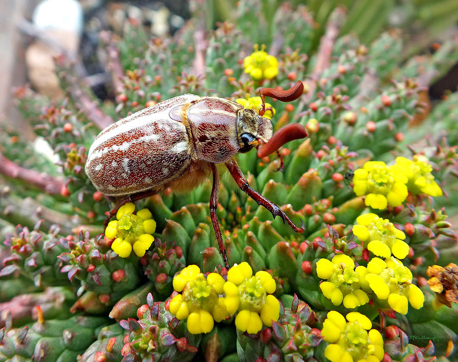 Chafer Beetle on Medusa Succulent Photograph by Duane McCullough