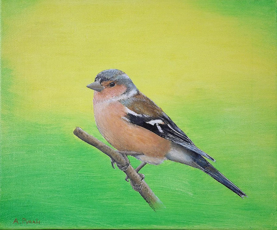 Finch Painting - Chaffinch by Andy PYRAH