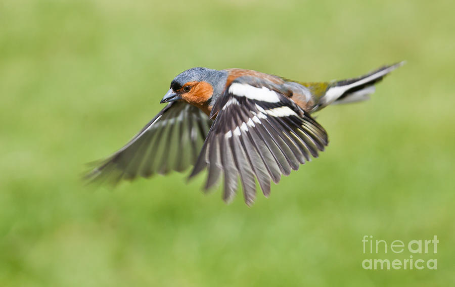 Chaffinch in flight Photograph by Liz Leyden