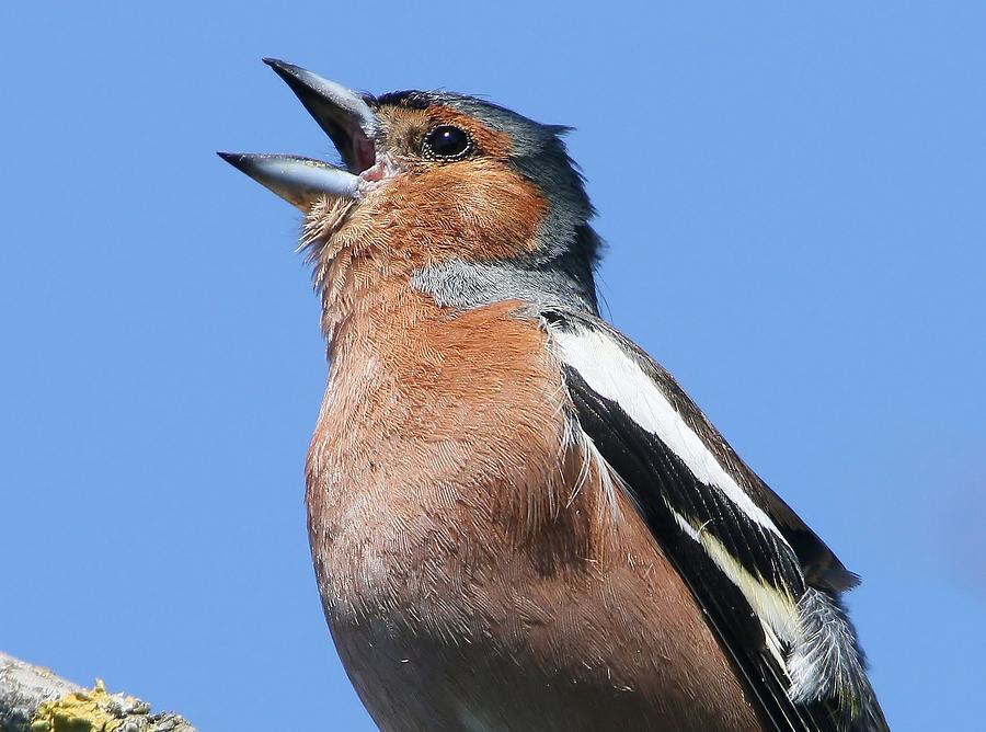 Chaffinch In Song Photograph by Ger Bosma
