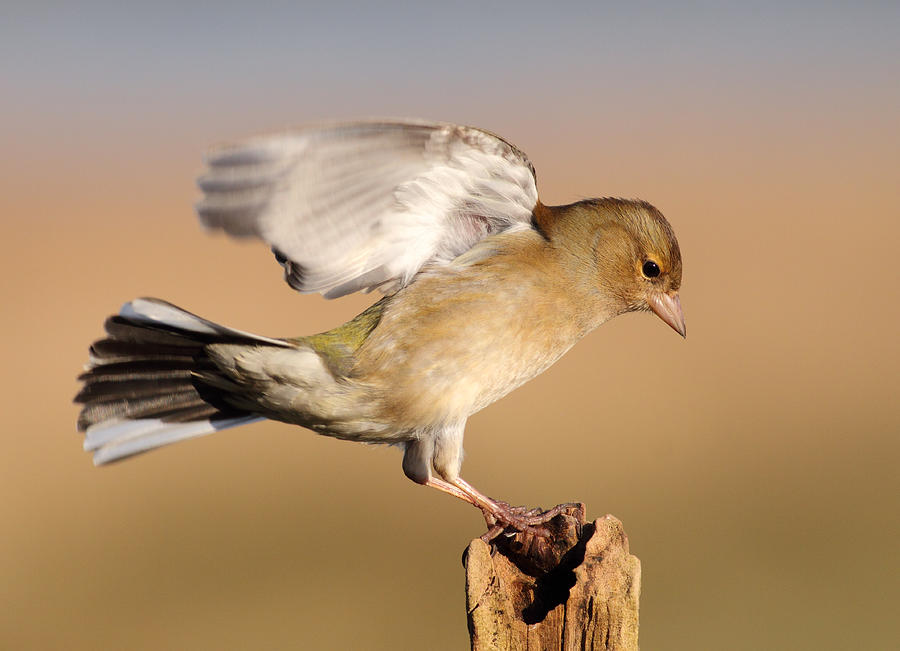 Chaffinch landing Photograph by Grant Glendinning