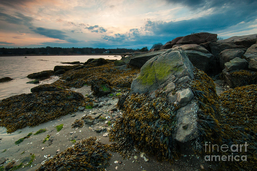 Seashore - Chaffinch Nightfall Photograph by JG Coleman