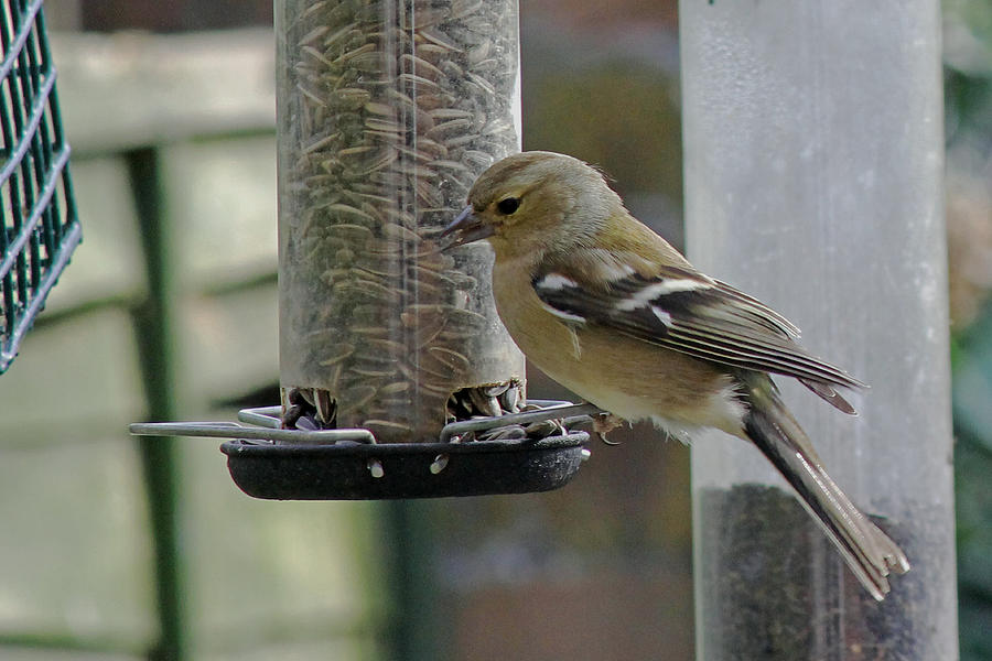 Chaffinch Photograph by Tony Murtagh