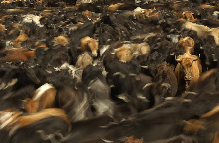 Chagras Round-up Cattle Ecuador Photograph by Pete Oxford