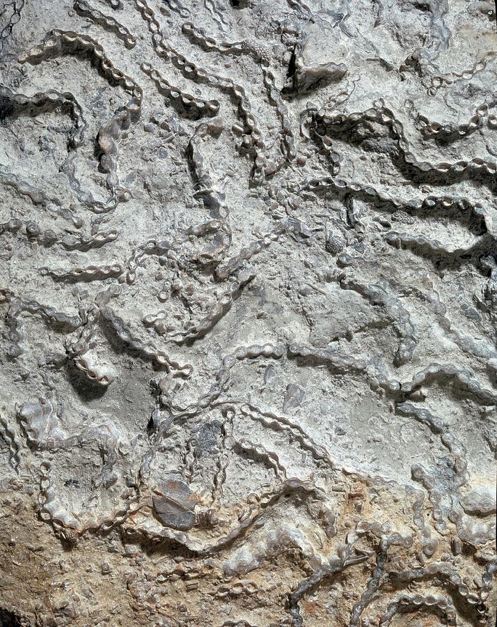 Chain Coral Fossil Photograph by Natural History Museum, London/science Photo Library