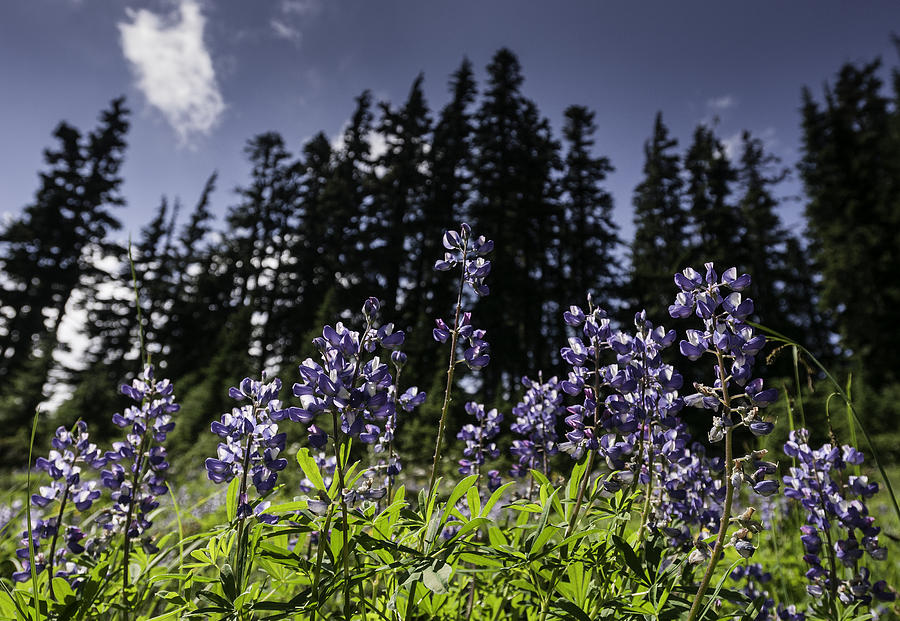 Fireweed In The Forest Photograph