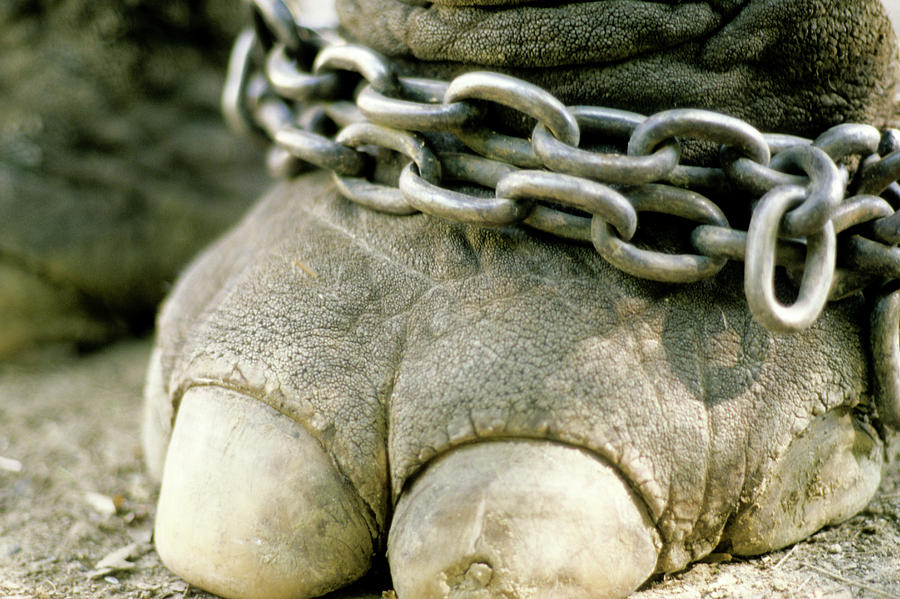 Chained Elephant Foot, Andaman Islands Photograph by Ace Kvale | Pixels