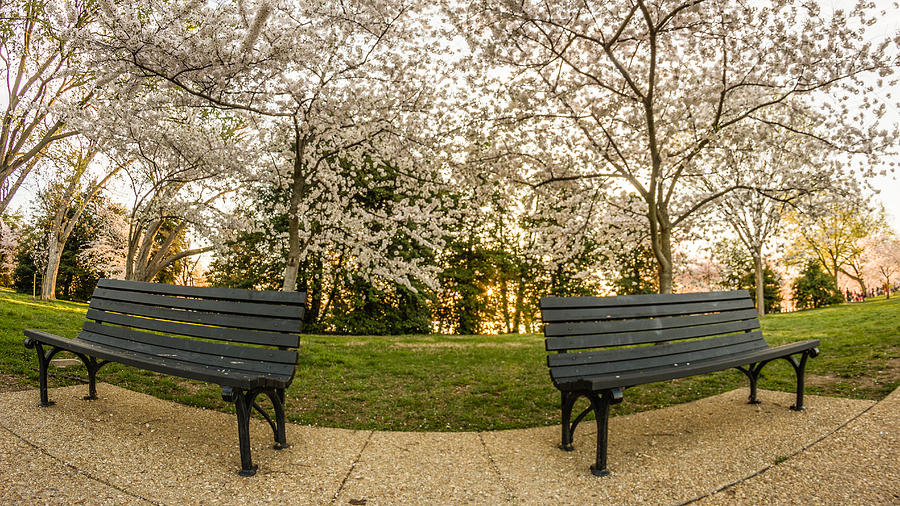 Chairs at the Cherry Blossom Festival Photograph by SAURAVphoto Online Store