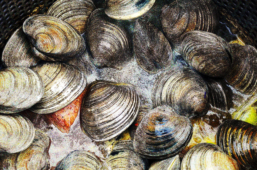 Animal Photograph - Chalk Clams by Reese Lewis