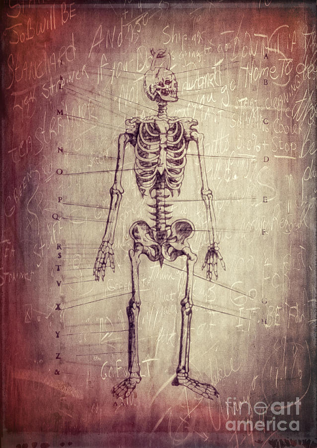 Vintage Photograph - Chalkboard Skeleton by Edward Fielding