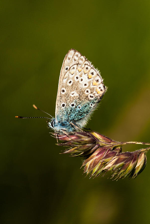 Chalkhill Blue Butterfly Photograph by Hazy Apple